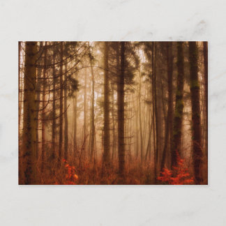 Dramatic red foggy winter snowless forest postcard