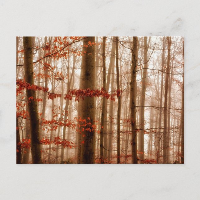 Dramatic red foggy winter snowless forest postcard (Front)