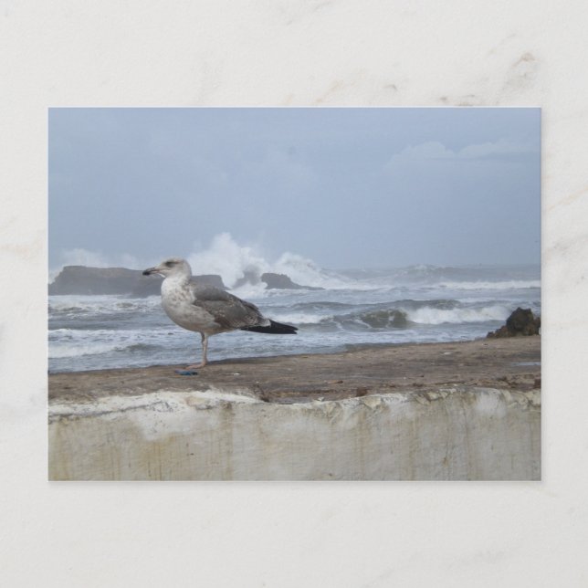 Dramatic Seagull Postcard (Front)