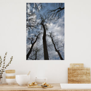 Dramatic Tulip Poplar Trees Cloudy Blue Sky Poster