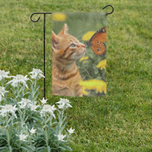 Papillon orange de Kitten