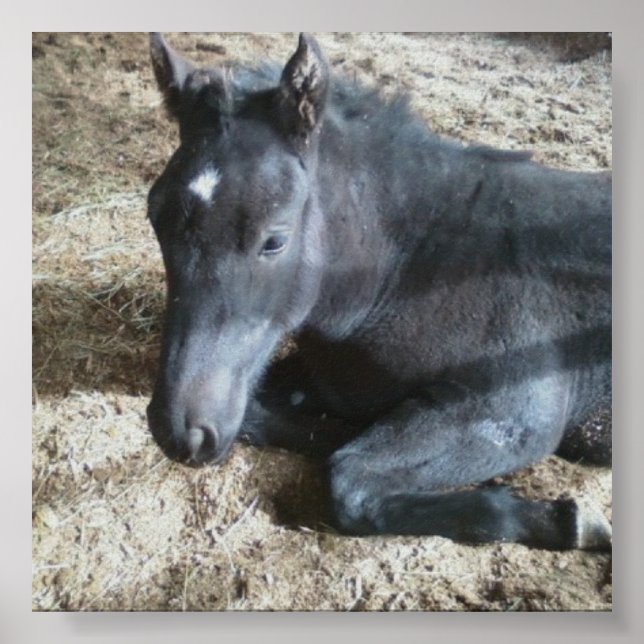 Draught Foal Poster (Front)