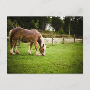 Draught Grazing After Bath Postcard