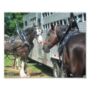 Draught Horse Duo Photo Print