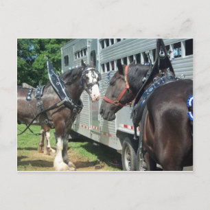 Draught   Horse Duo Postcard
