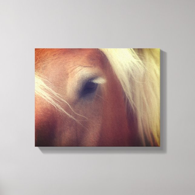 Draught Horse Eye Wisdom Canvas Print (Front)