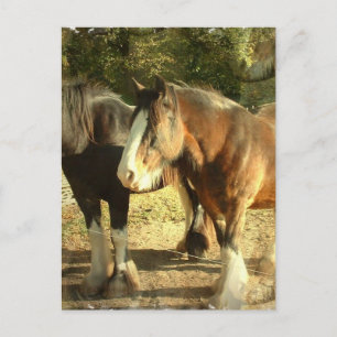 Draught Horse Pair Postcard