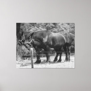 Draught Horse Pair Resting Canvas Print