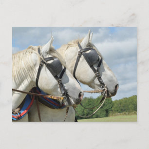 Draught horse portrait postcard