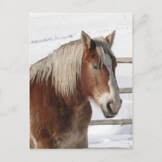 Draught horse postcard