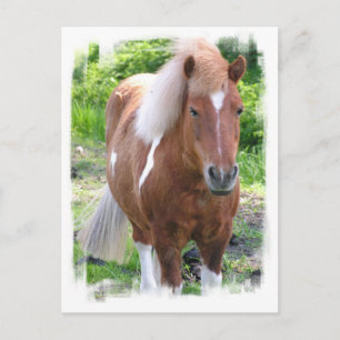 Draught Horse Postcard