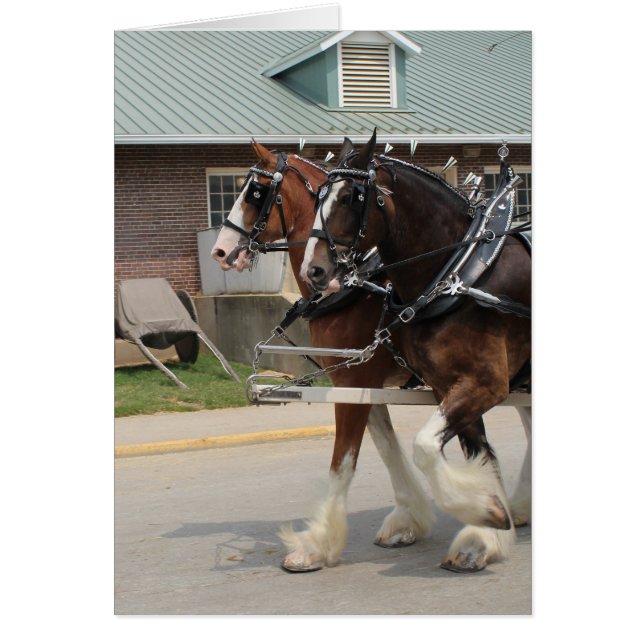 Draught Horses at a State Fair (Front)