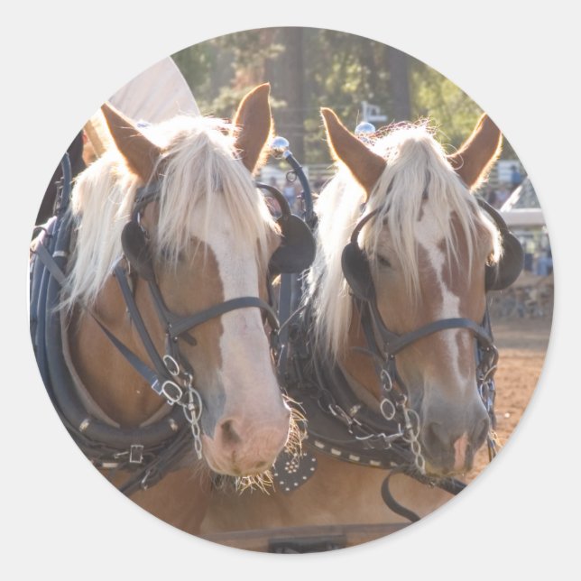 Draught Horses Classic Round Sticker (Front)
