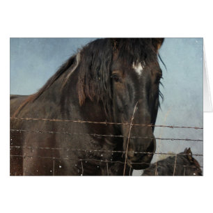 Draught Horses in a pasture