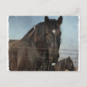Draught Horses in a pasture Postcard