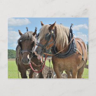 Draught horses in harness postcard