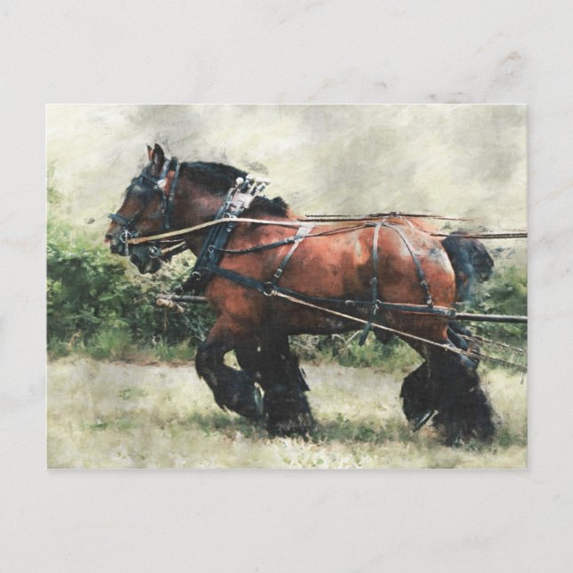 Draught horses in harness postcard (Front)