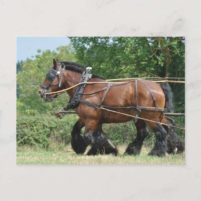 Draught   horses in harness postcard (Front)