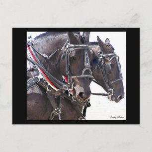 Draught Horses Postcard #1