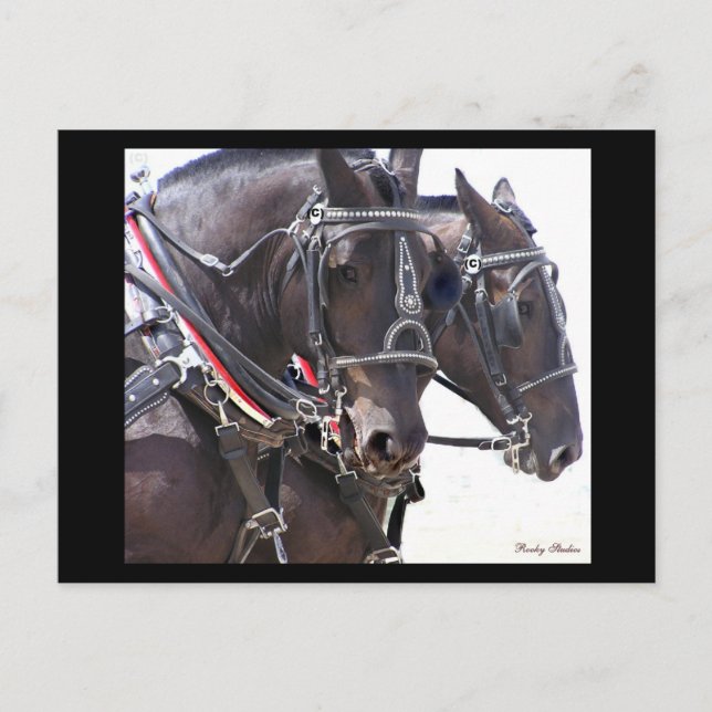 Draught Horses Postcard #1 (Front)