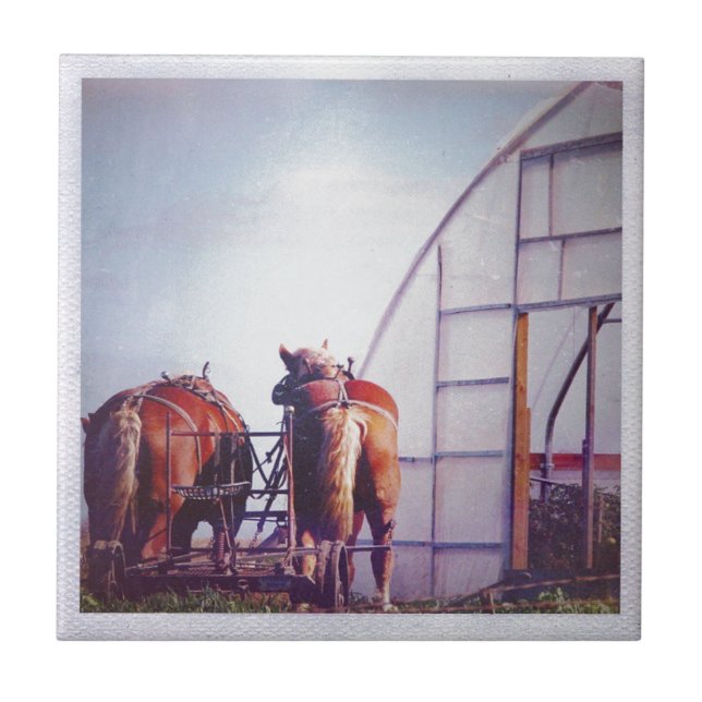 Draught Horses Ready For Work Tile (Front)