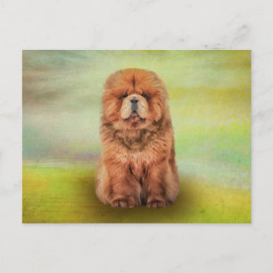 Drawing dog chow chow postcard