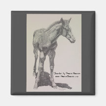 Drawing of a colt named "Peaches" on a magnet