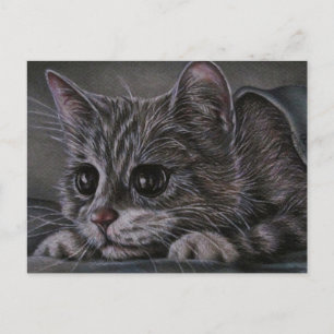 Drawing of Kitten on Postcard