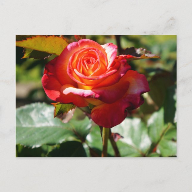 Dream Come True Rose #2-2 Postcard (Front)