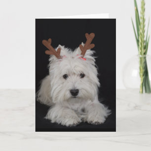 Dreamer the pesky westie Christmas card