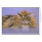 Dreaming Cat Card