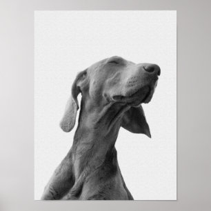 Dreaming dog Poster