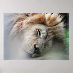 Dreaming Lion Poster