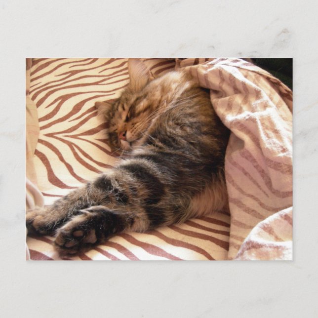 Dreaming of the veldt postcard (Front)