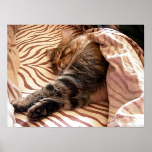 Dreaming of the veldt poster