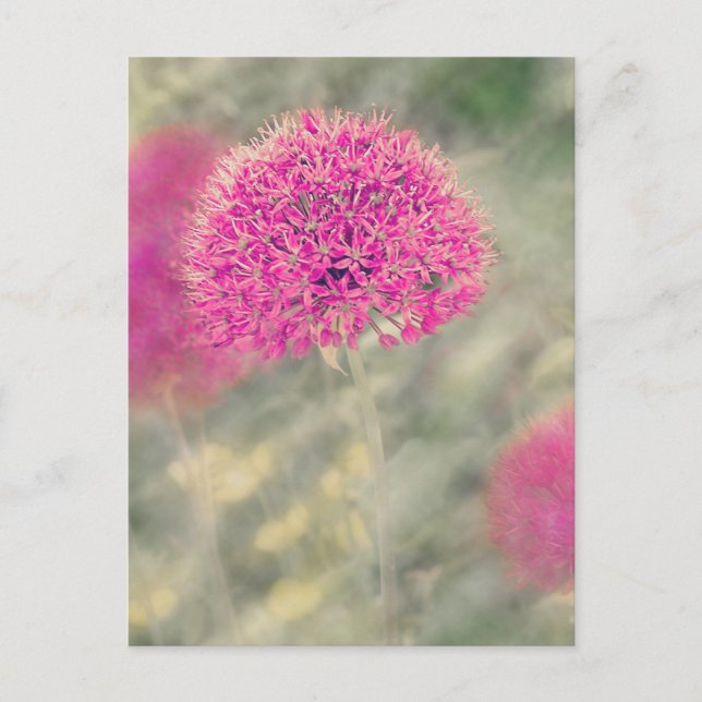 Dreamy Alliums Postcard (Front)