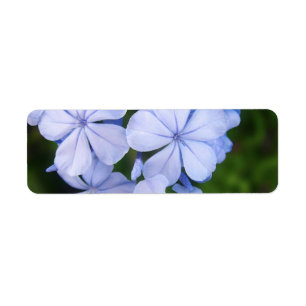 Dreamy Botanical Sparkle Background