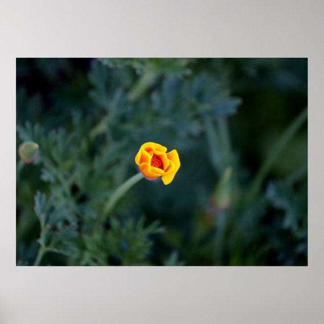 Dreamy California poppy Poster (Front)