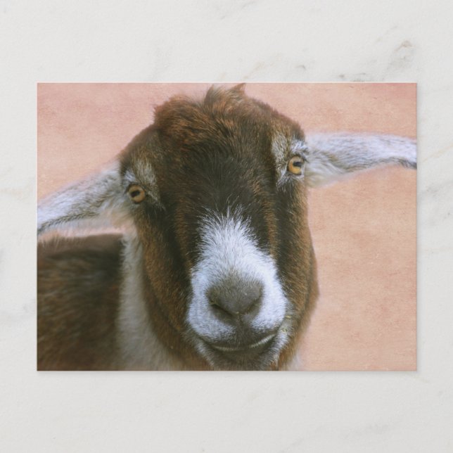 Dreamy Handsome Goat Postcard (Front)