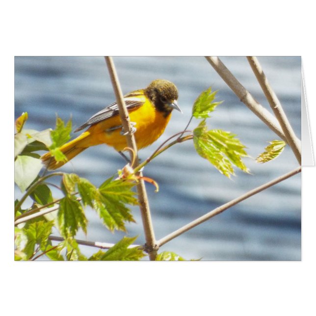 Dreamy morning bird card (Front Horizontal)