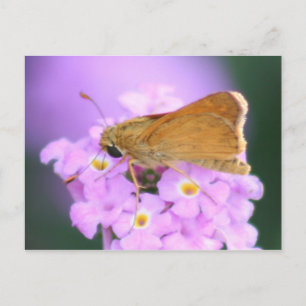 Dreamy Moth Postcard