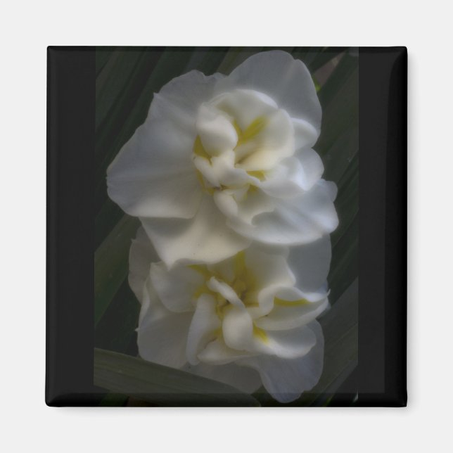 Dreamy Narcissus Daffodils Magnet (Front)