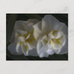 Dreamy Narcissus Daffodils Postcard