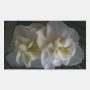 Dreamy Narcissus Daffodils Sticker