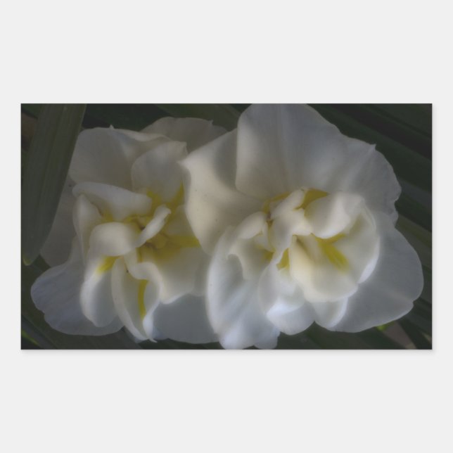 Dreamy Narcissus Daffodils Sticker (Front)