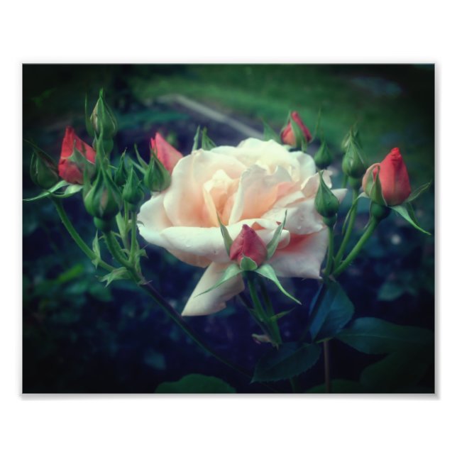 Dreamy Peach Rose And Buds 8x10 Photo Print (Front)