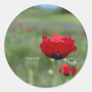 Dreamy Red Poppy Classic Round Sticker