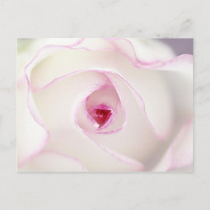 Dreamy rose postcard