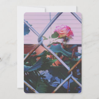 Dreamy Roses (Blank Card) Holiday Card