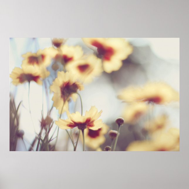 Dreamy Soft Yellow Helenium Flowers Poster (Front)
